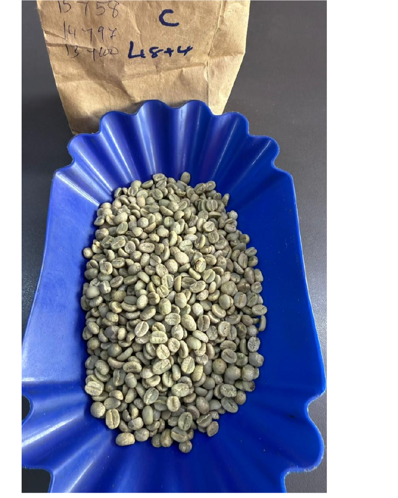 Kenya AB grade green coffee being sorted